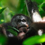 An Orangutan on a tree