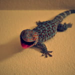 A gecko on the wall