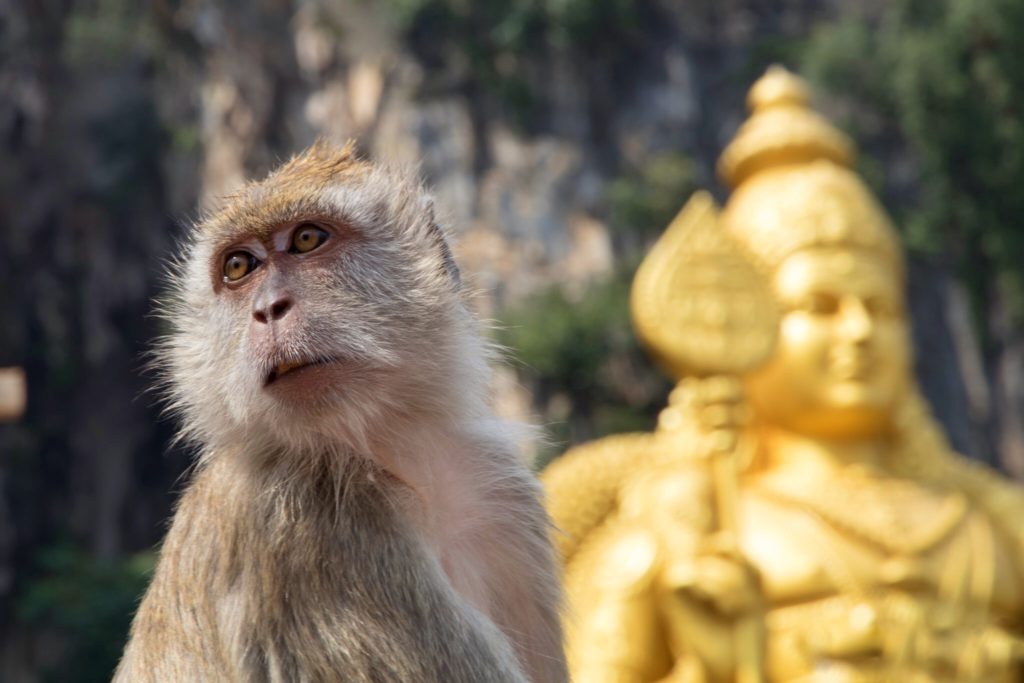 Monkeys in Batu Caves Kuala Lumpur - Flying Baguette