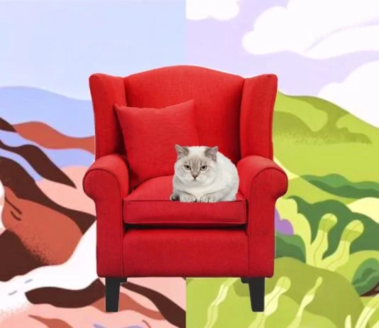 Cat sitting on a couch