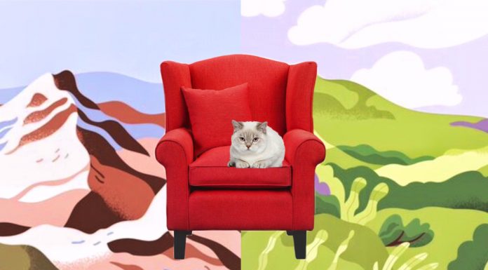 Cat sitting on a couch