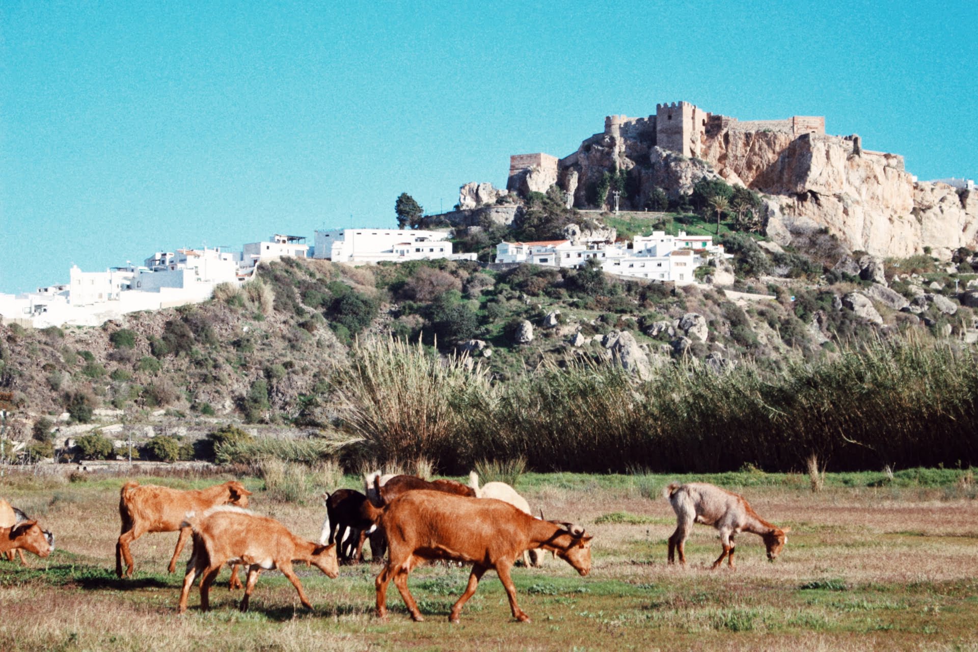 goats grazing outisde a Spanish town