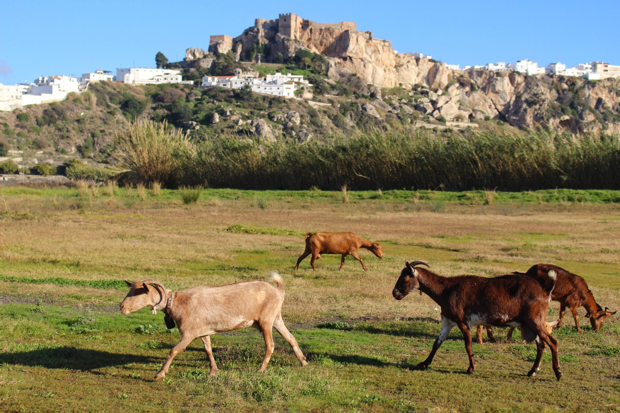 The town of Salobrena in southern Spain