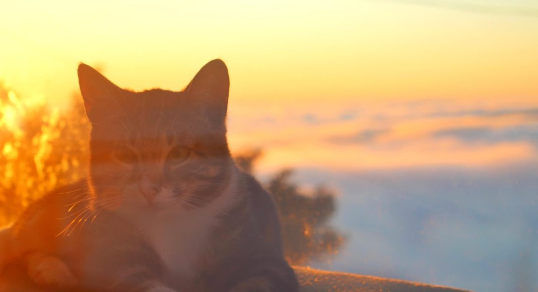 A cat enjoying a sunrise