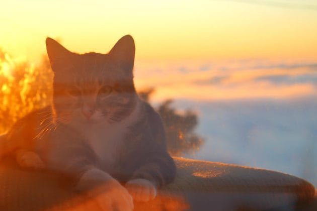 A cat enjoying a sunrise