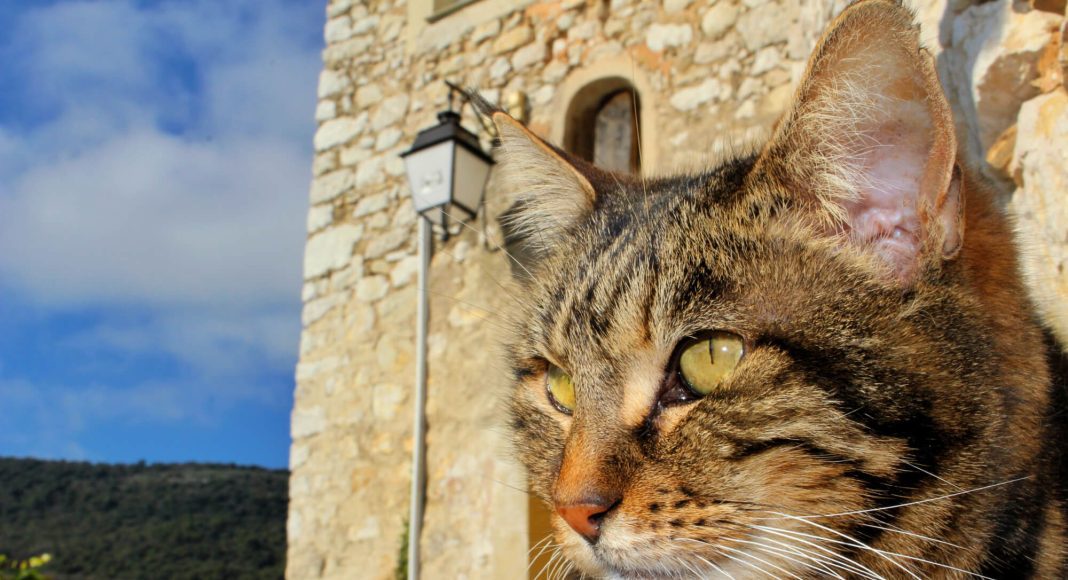 A cat in contemplation