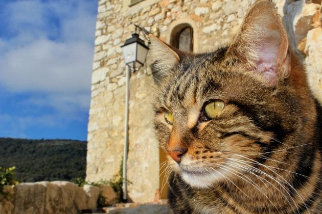 A cat in contemplation