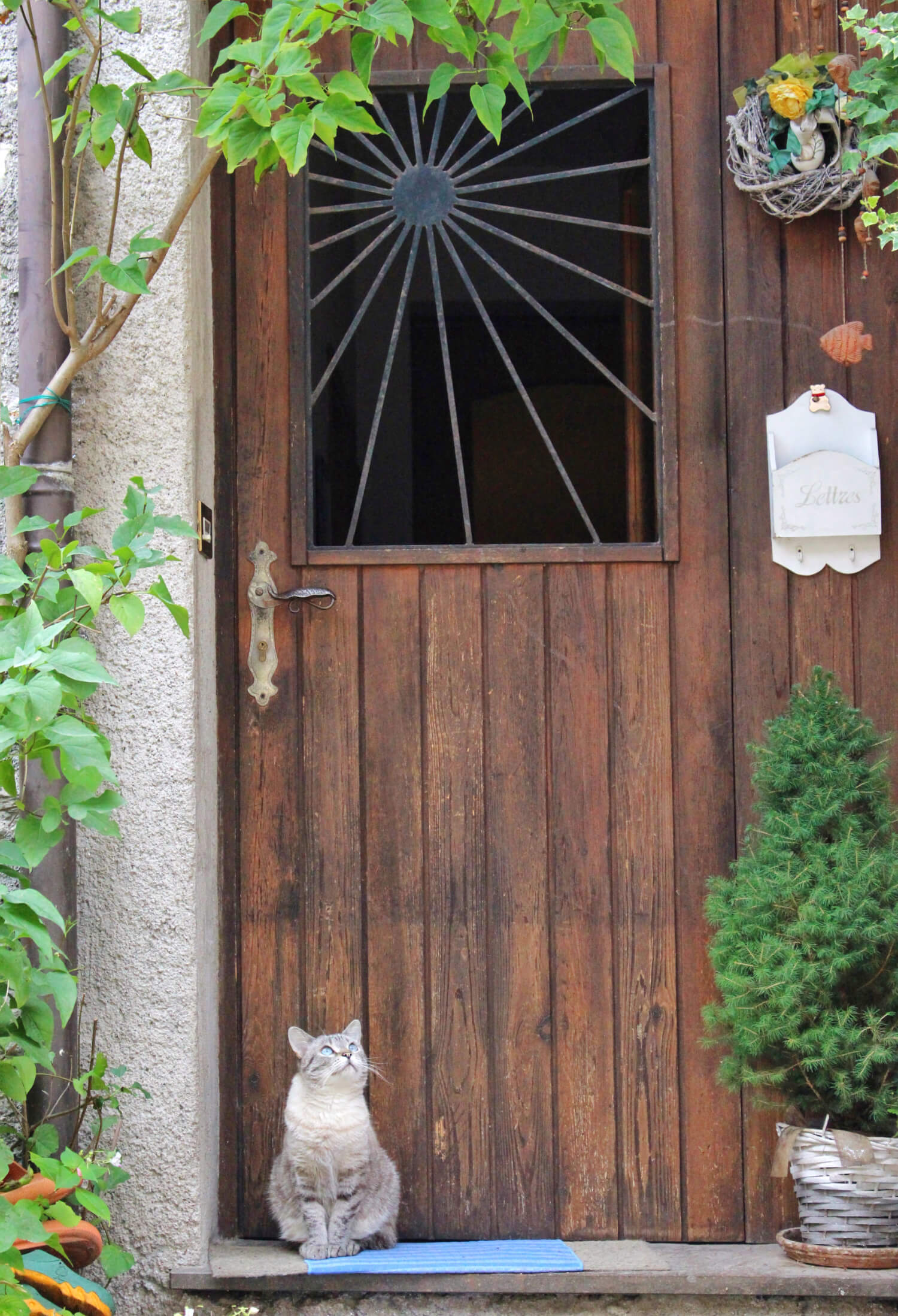 A gray old cat waiting outside the door