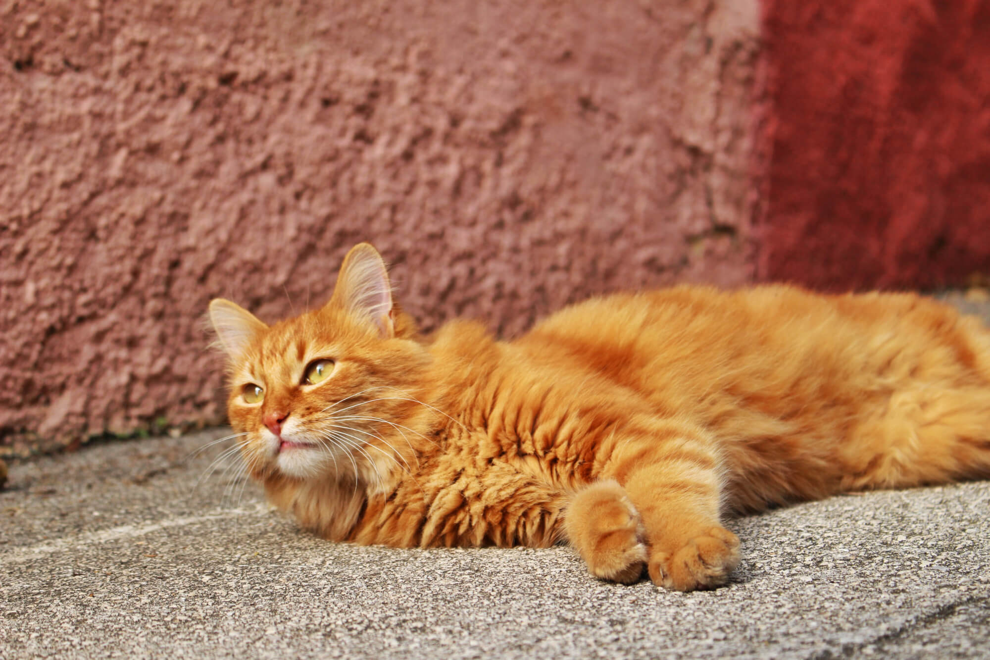 A ginger cat lounging in the street