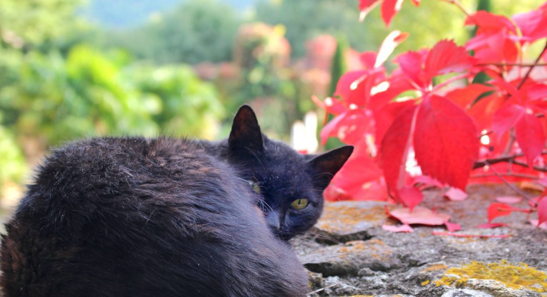 A black cat curling in a corner