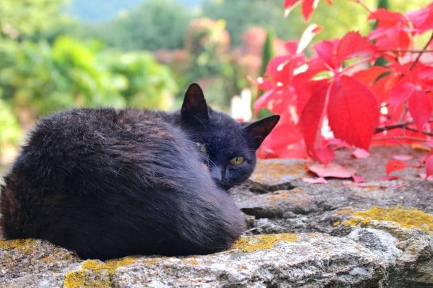 A black cat curling in a corner