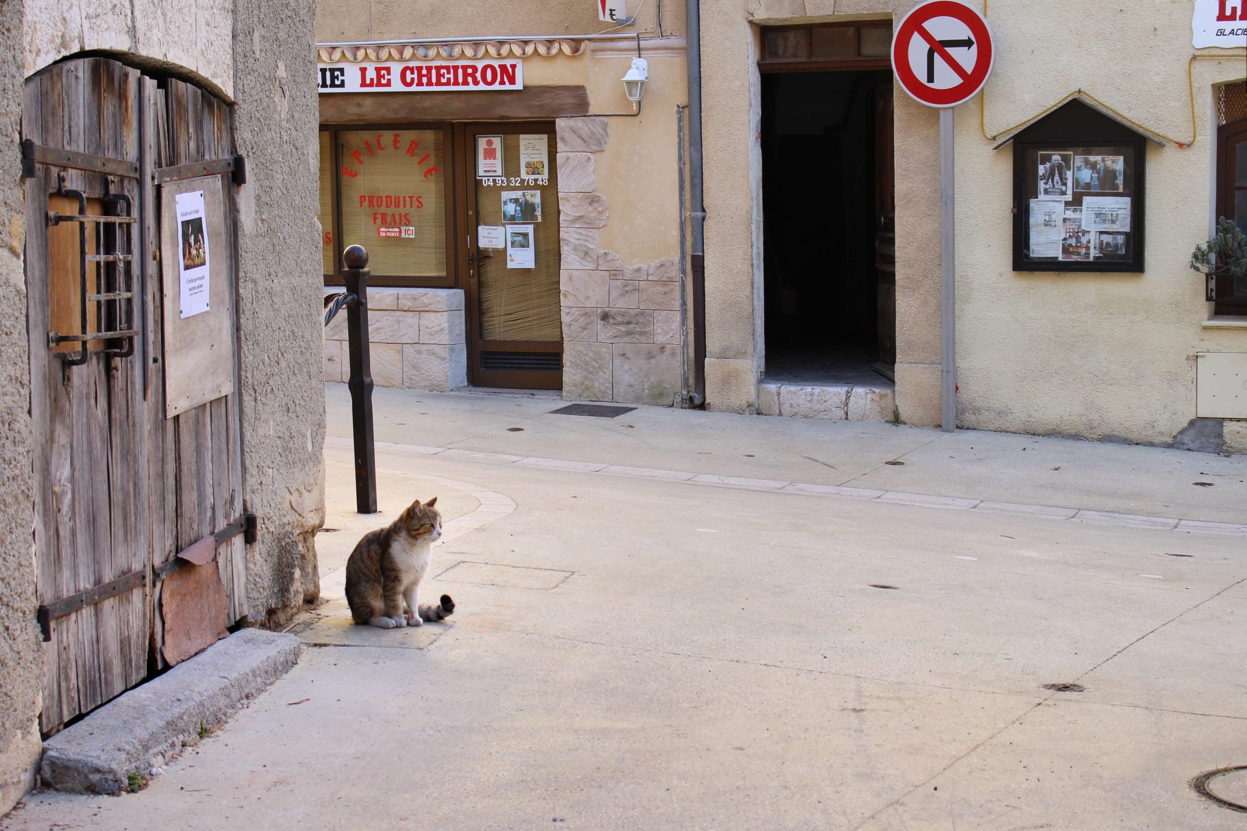 A stray cat on the street