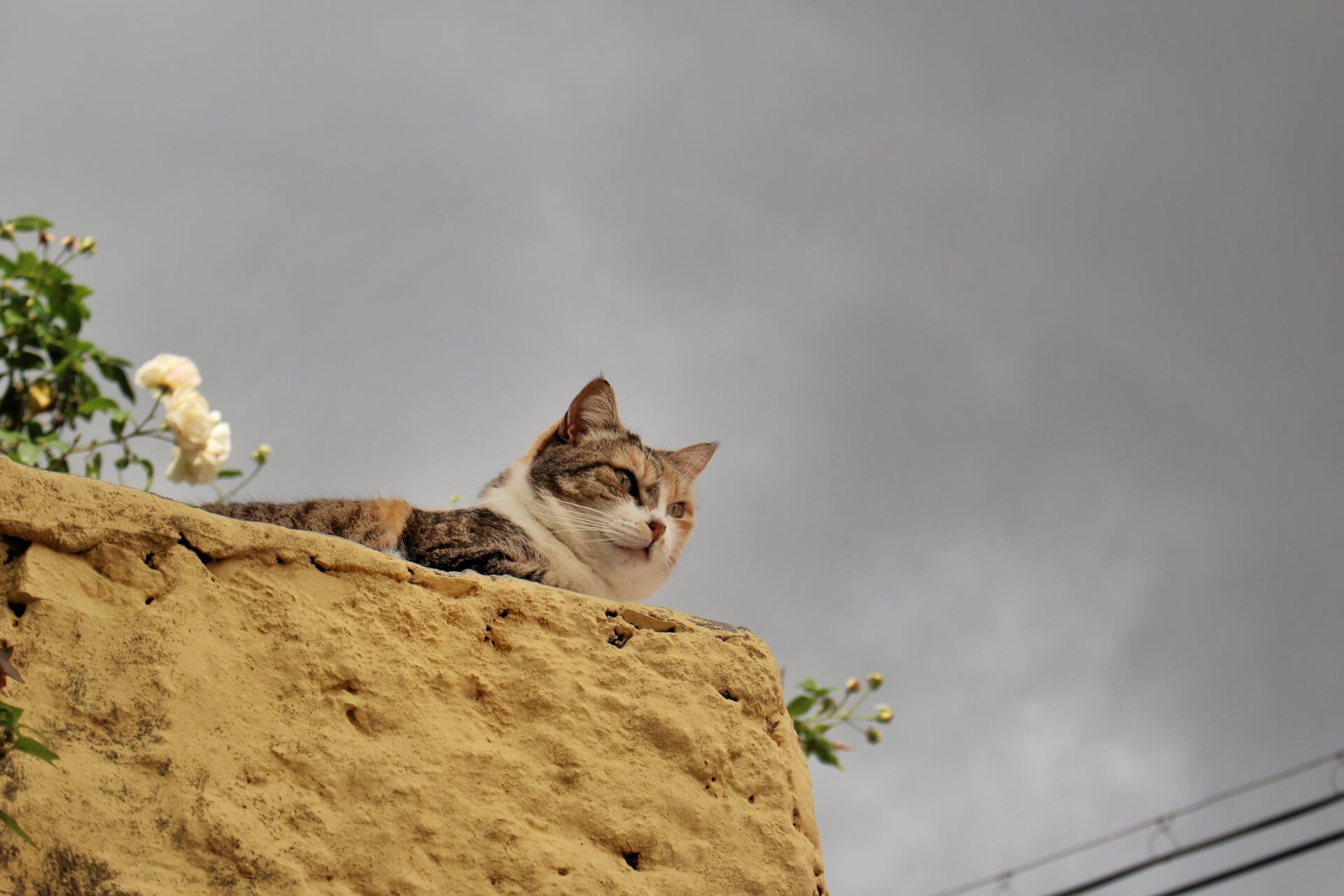 A tabby cat perching on top of a wall