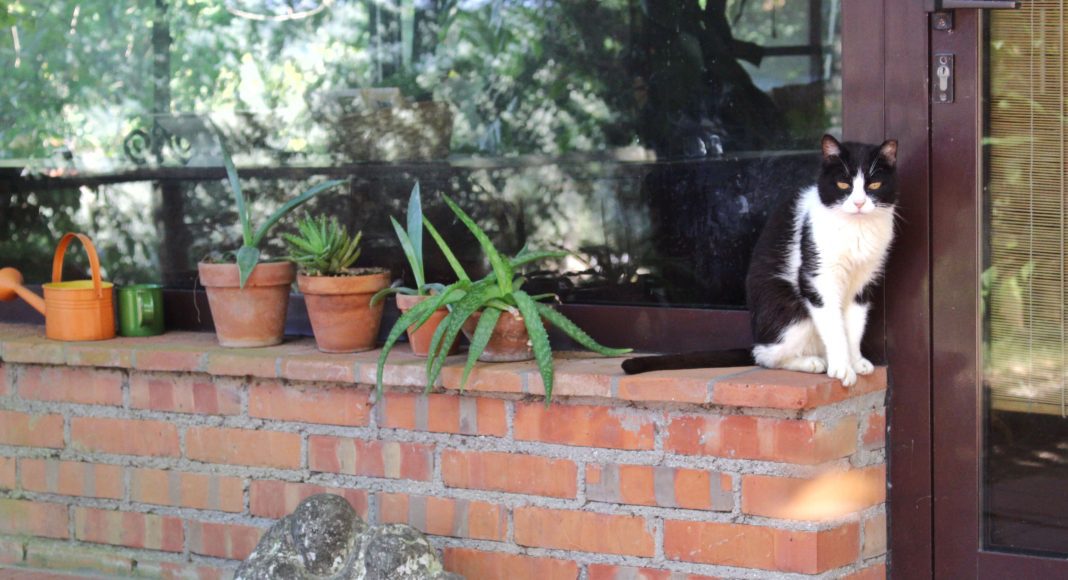 A tuxedo cat waiting in front of a door