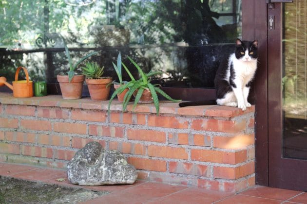A tuxedo cat waiting in front of a door