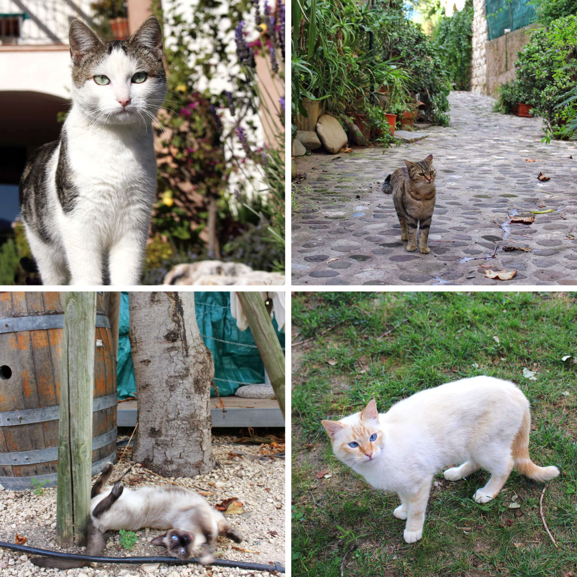 A collage of cats around the world