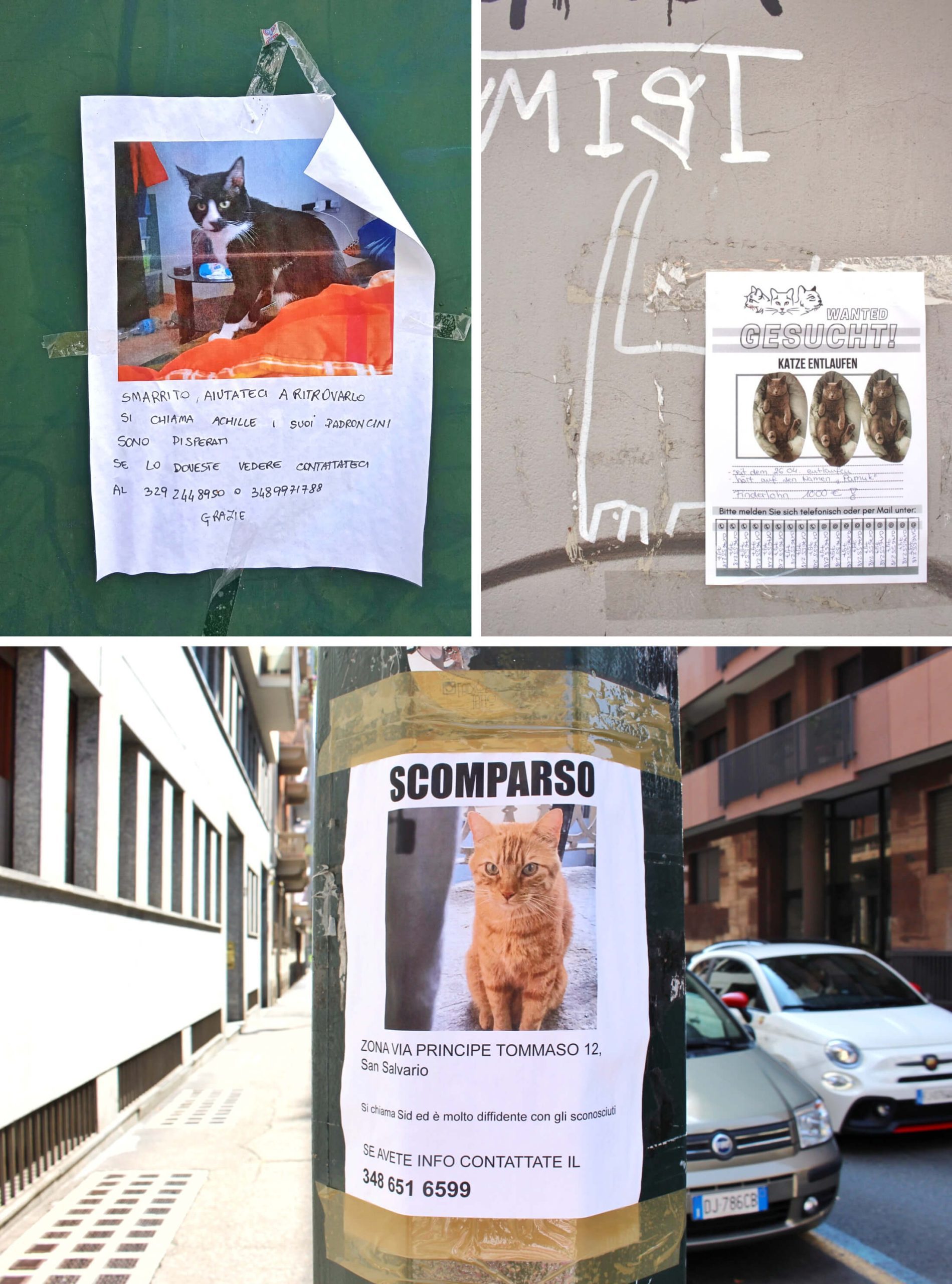 Flyers about lost cats