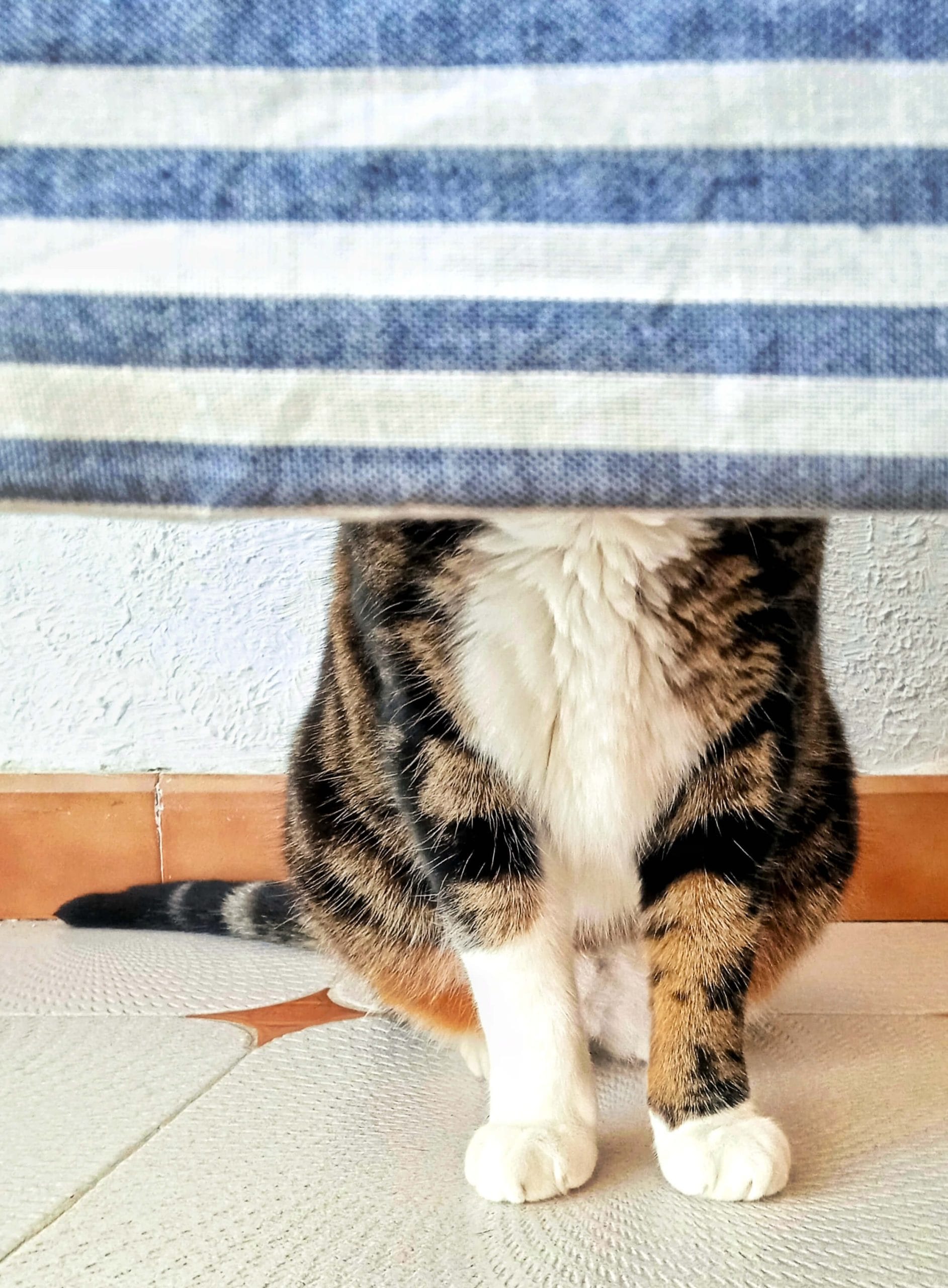 Cat hiding behind a curtain